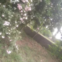 گل شاخه ای