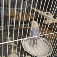 کوتوله برزیلی معاوضه با گرینچیک