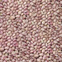 لوبیا چیتی اعلا