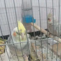 دوتا عروس هلندی  نر ماده نیمی دستی