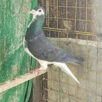کبوتر چادری و طوقی