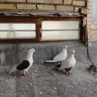 نرماده دمبی تخم بچی