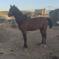 کره اسب