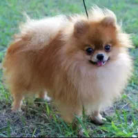 پامرین اورجینال