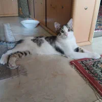 واگذاری رایگان گربه خانگی نر