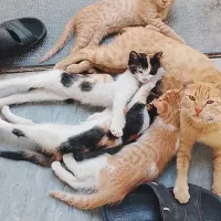 واگذاری گربه رایگان