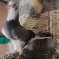 کبوتر پرشی۲۵۰