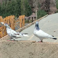 جفت کفتر پرشی با جوجه