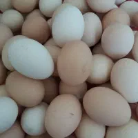 تخم مرغ محلی