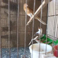 سلام.جوجه قناری ۳ماهه.