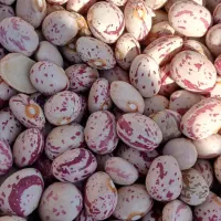 لوبیا و گندم