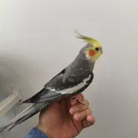عروس هلندی نر فول اهلی