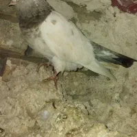 کبوترفیلی‌‌باش‌ماده