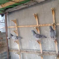 ماده‌ پلاکی