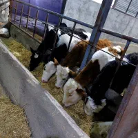 گوساله نر سیمینتال