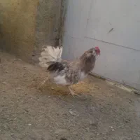 مرغ وخروس گلین اصیل س پاکوتاه