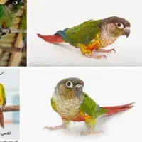واگذاری طوطی قبول می شود