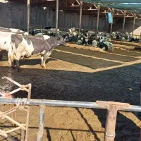فروش‌شیر‌گاوداری