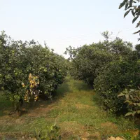 کرچنگ، ده هزار متر باغ