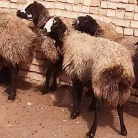 میش شال ابستن