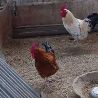 خروس محلی سرحال و تخم مرغ محلی موجوده|حیوانات مزرعه|محمودآباد, |دیوار