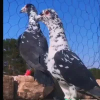 کبوتر جفتکا