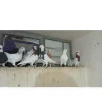 کبوتر فسا