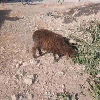دوتابره