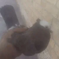 کبوترشازده قهوه ای