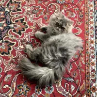 گربه پرشین پسر