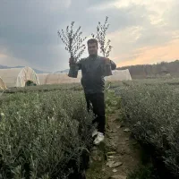 نهال معمولی نخرید