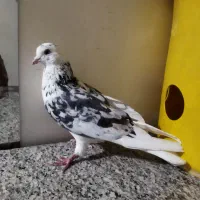 کبوتر