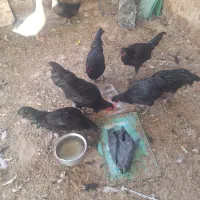 جوجه خروس محلی