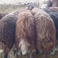 بره