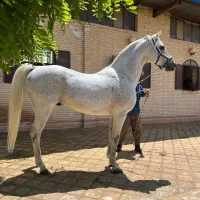 کورسی یکسر دوسر  عرب