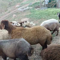 گوسفند