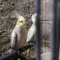عروس هلندی روی تخم