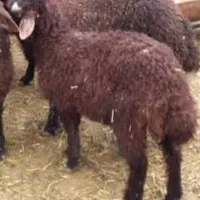 بره شیری بره ریز