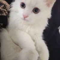 گربه نژاد دار