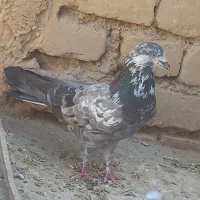کفتر|پرنده|اراک, |دیوار