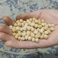 نخود