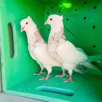 کبوتر طوقی خوب میخوای اگهی رو بخون طوقی مهر
