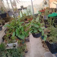 کاکتوس گل آپارتمانی هویا کارنوزا سبز
