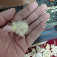 جوجه عروس هلندی