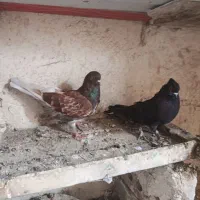 کبوتر