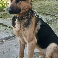 سگ ژرمن دو ساله