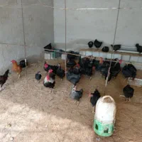 مرغ محلی|حیوانات مزرعه|اهرم, |دیوار