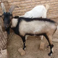 تکه‌آلپاین‌مناسب‌نسل‌کشی‌دوقلووسه‌قلو