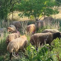 گوسفند داشتی  آبستن