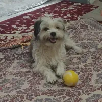 سگ تریرشیتزو gomshode